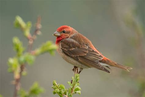 gartenvögel roter kopf|vögel rotem kopf.